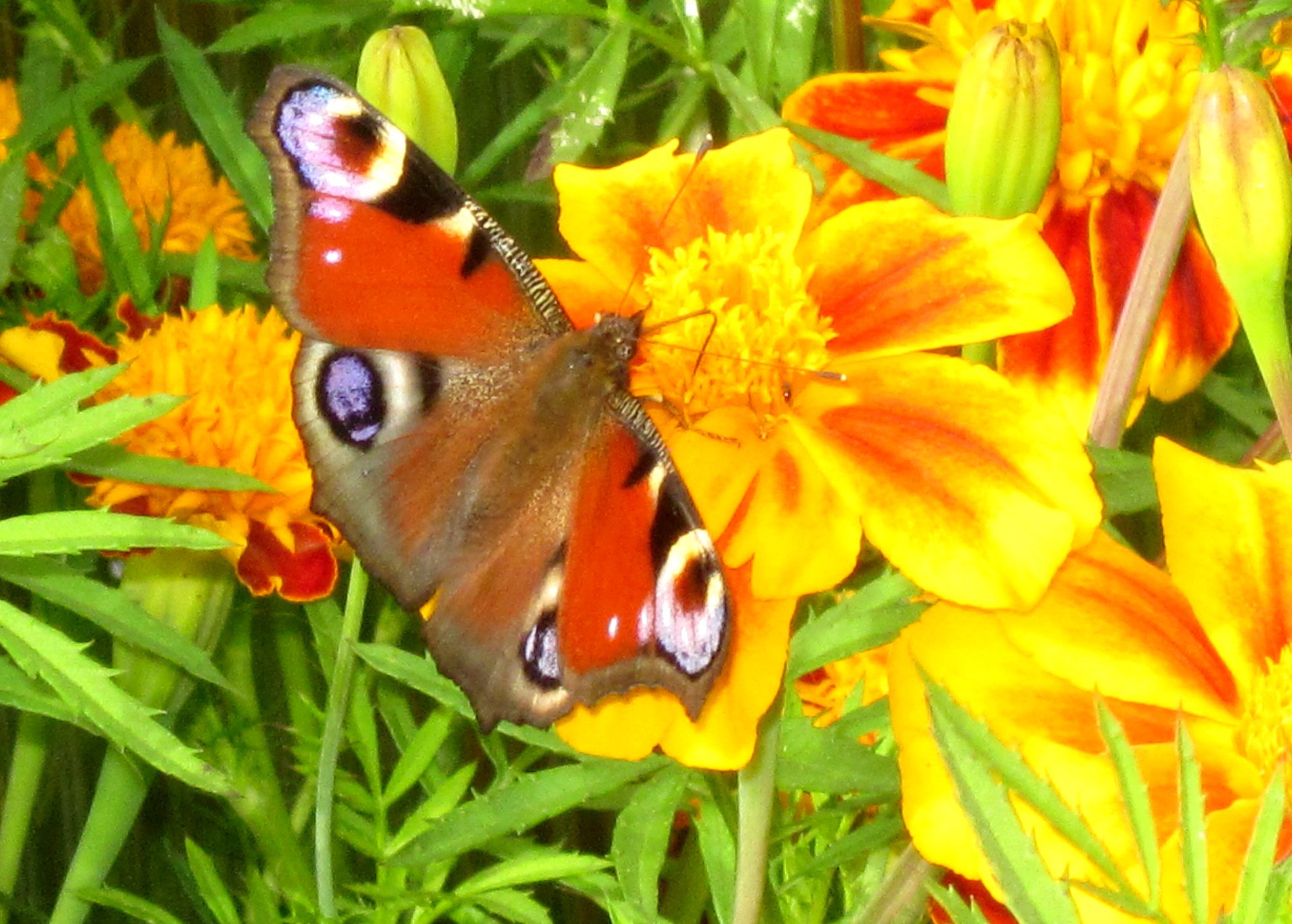 Бархатное чудо