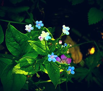 Маленькие цветочки