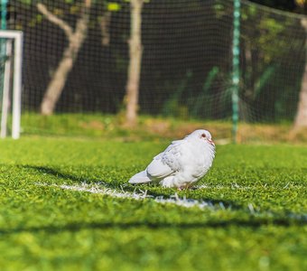 белый голубь на футбольном поле