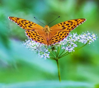 бабочка на соцветии