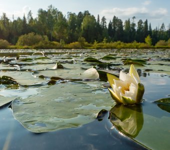 Кувшинка