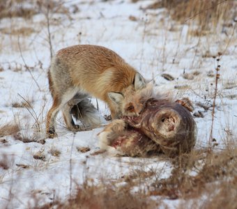 Зимняя трапеза голодной лисы