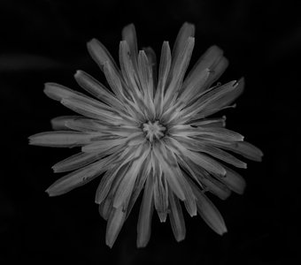 Цветок в черно-белых тонах