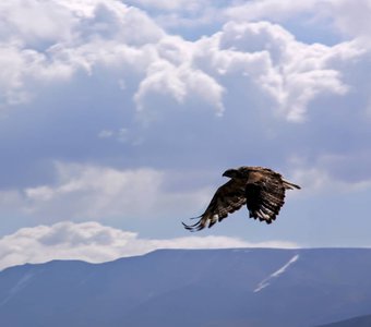 В разгар охоты