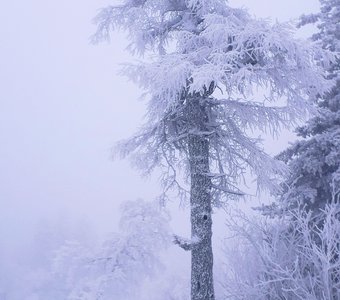 Страж зимнего леса