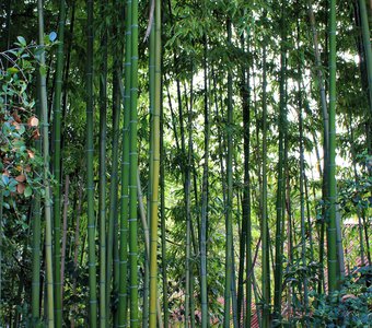 Вечнозеленый высокий бамбук