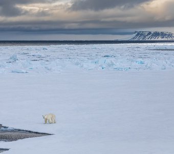 Одиночество Арктики
