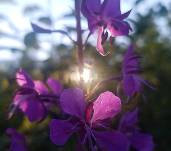 Стеснительное солнце