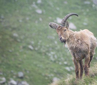 Кавказский тур
