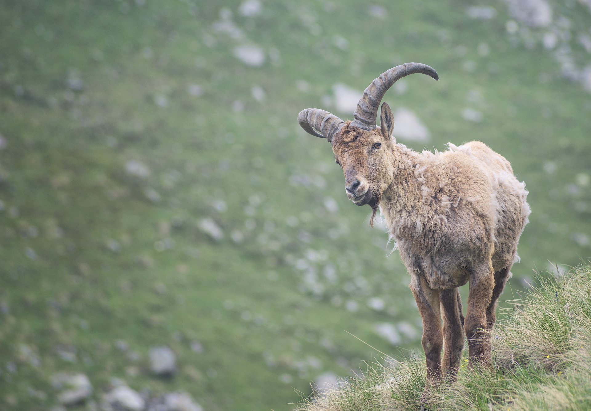 Кавказский тур