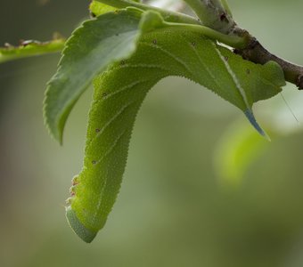 Гусеница бражника