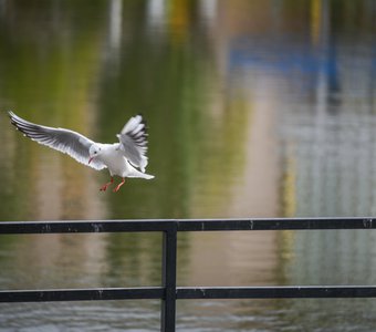 Чайки на лебедином озере