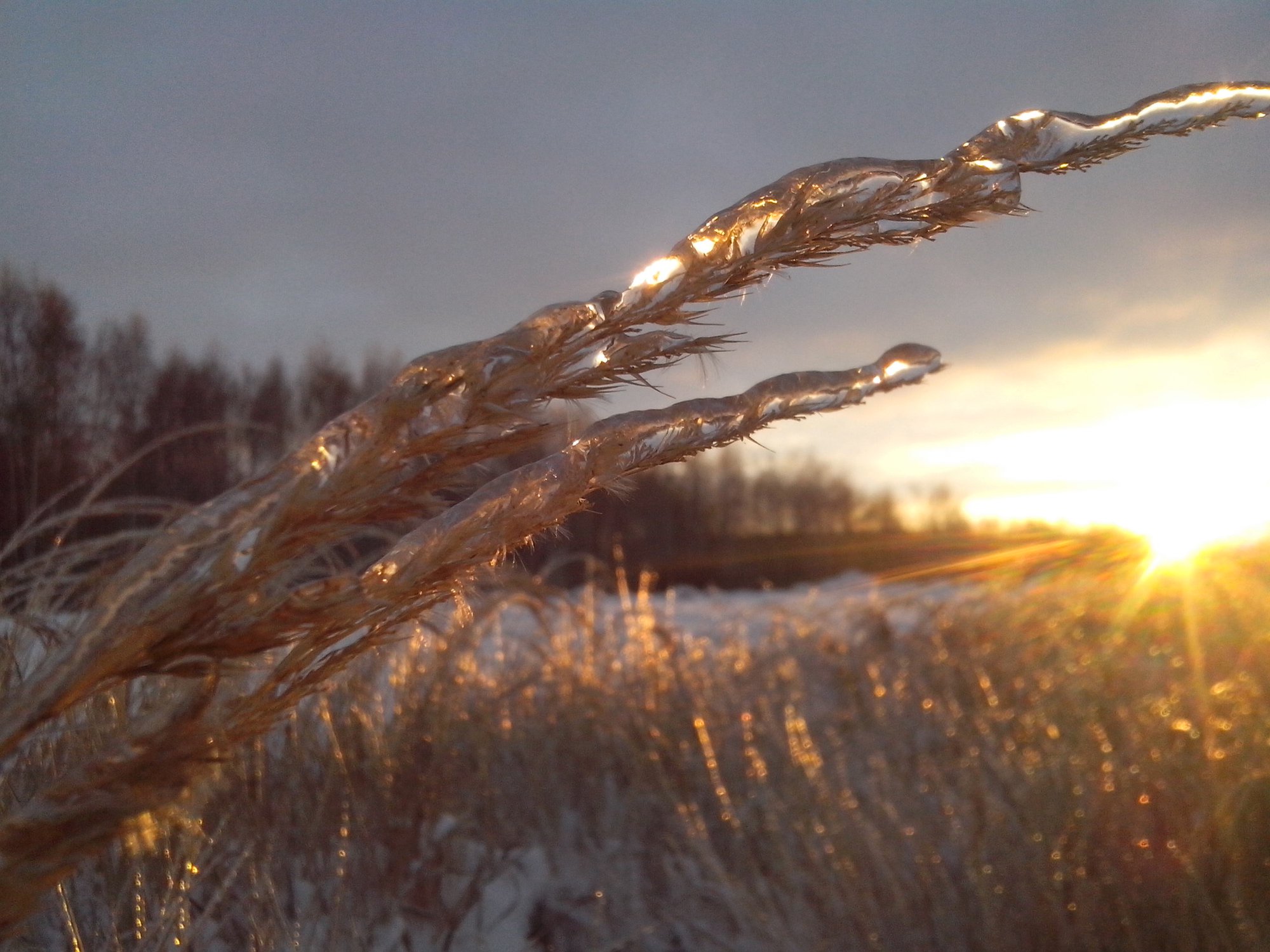 Ледяной дождь
