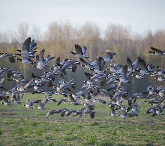 Пролетное. Белощекая казарка.