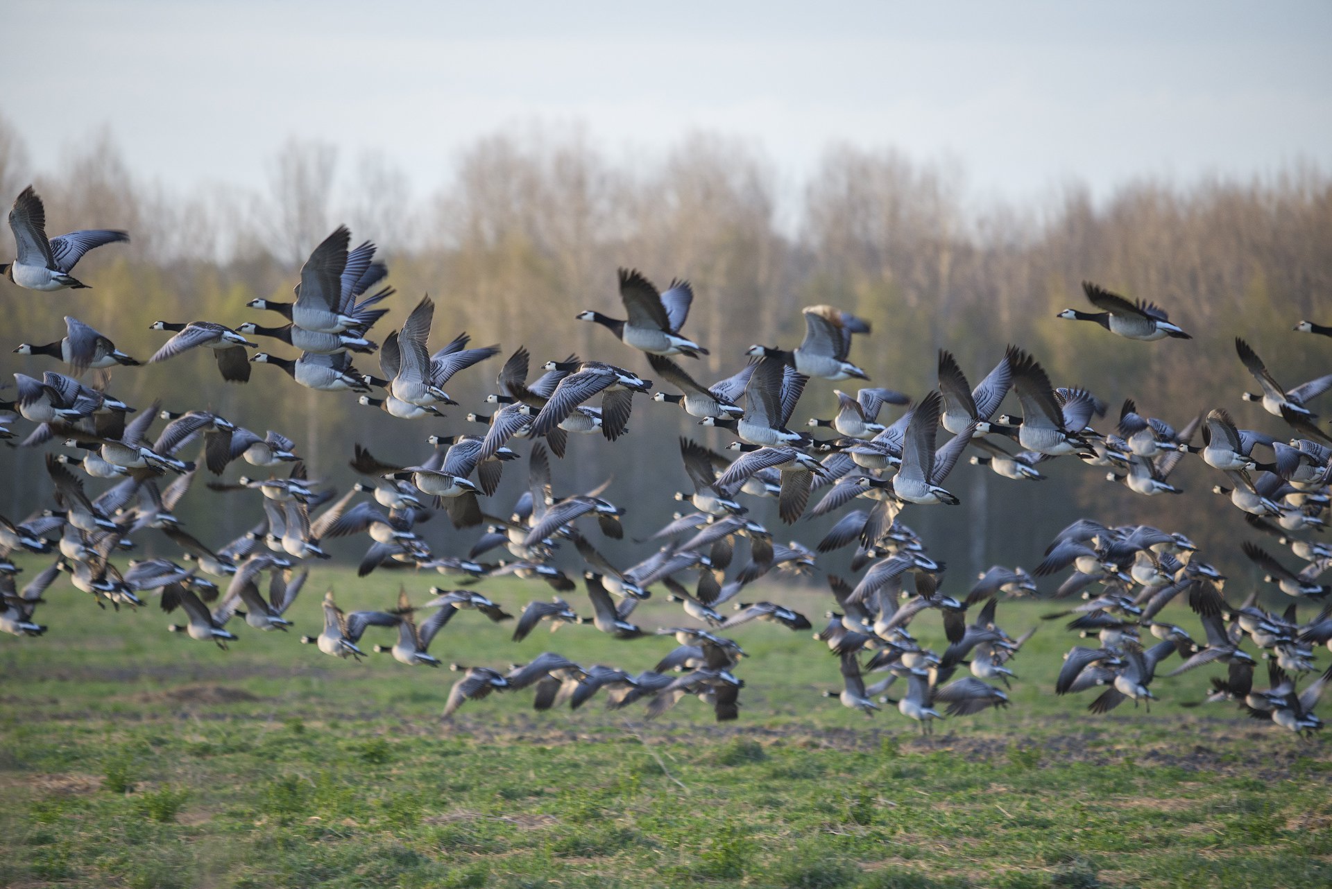 Пролетное. Белощекая казарка.