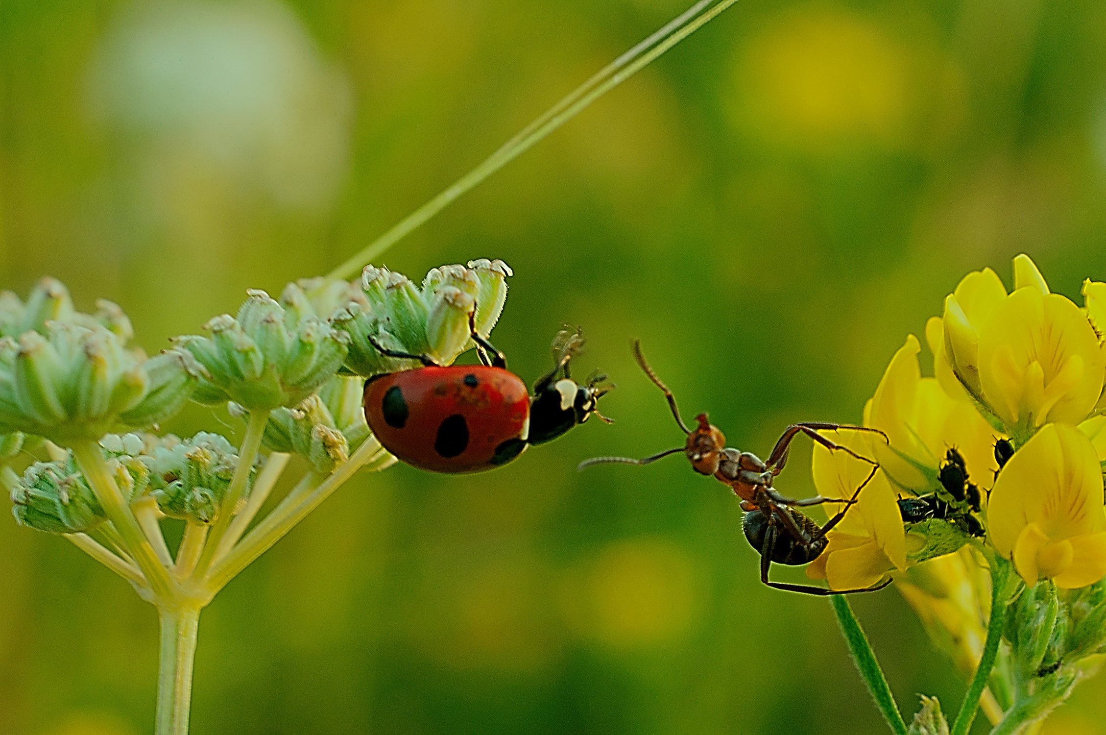 Давай обнимемся