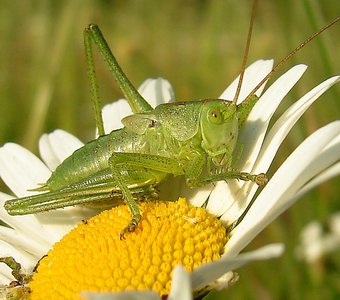 Луговой скрипач