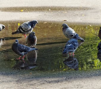 Водные процедуры