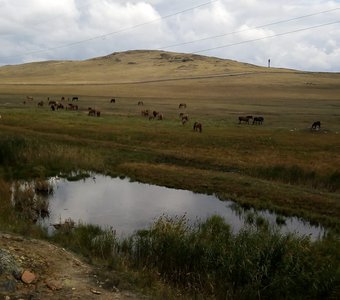 Башкирские лошади.