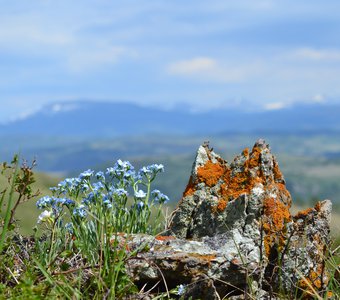 Время цветения первоцветов