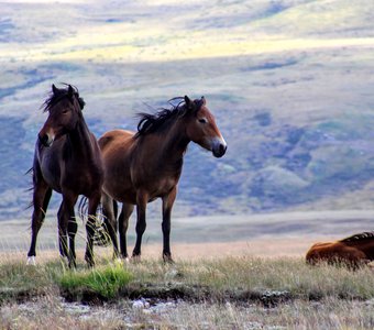 Попутчики ветра