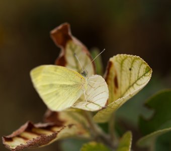 Замаскировалась