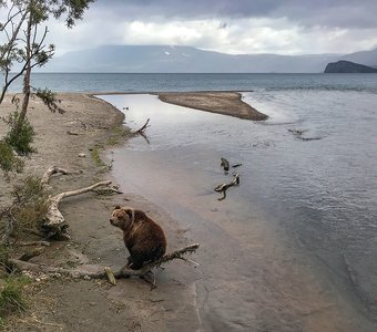 Медвежонок в ожидании