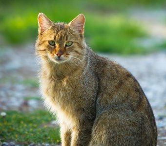 Кавказский лесной кот