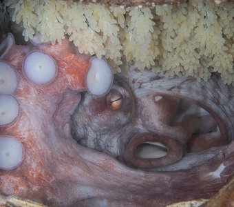 Мама гигантского осьминога Дофлейна и будущее потомство.