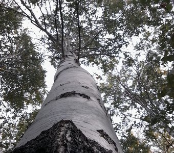 Высокая берёза.