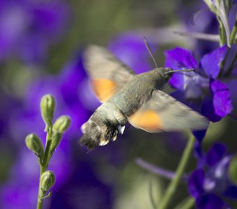 Бабочка бражник-колибри