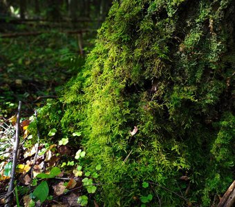 Волшебный лес