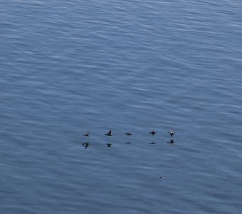 птицы над водой