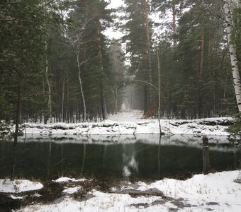 Утро в сосновом бору: последний снег