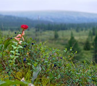 Аленький цветочек родиола розовая в долине реки Кожим, Республика Коми
