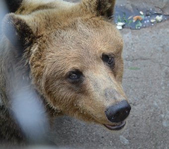 Тоска по свободе