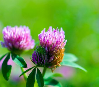 Летнее поле.