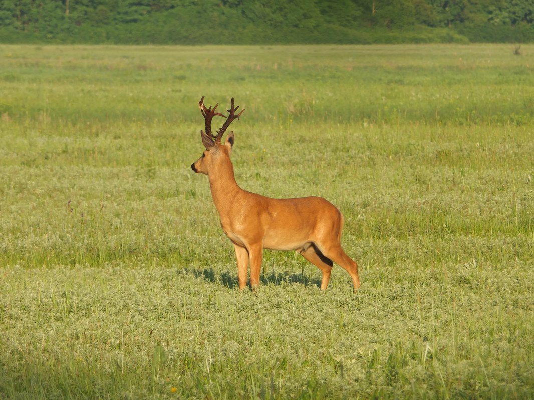 Сибирская косуля. Сибирская косуля capreolus pygargus. Косуля в Мордовии. Косуля в Мордовии фото. Европейская косуля красная книга Саратовской области.