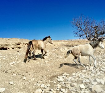Вольная жизнь в пыли горных равнин