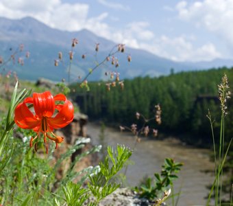 Дикая лилия на высоком берегу реки Ока Саянская, Бурятия