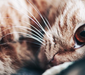 Домашняя кошка. Грация и нега.