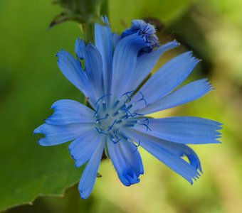 Одинокий Василёк.