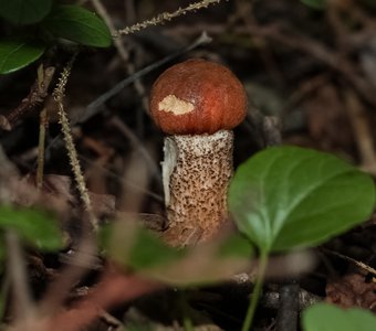 Молодой Подосиновик / Young Aspen mushroom