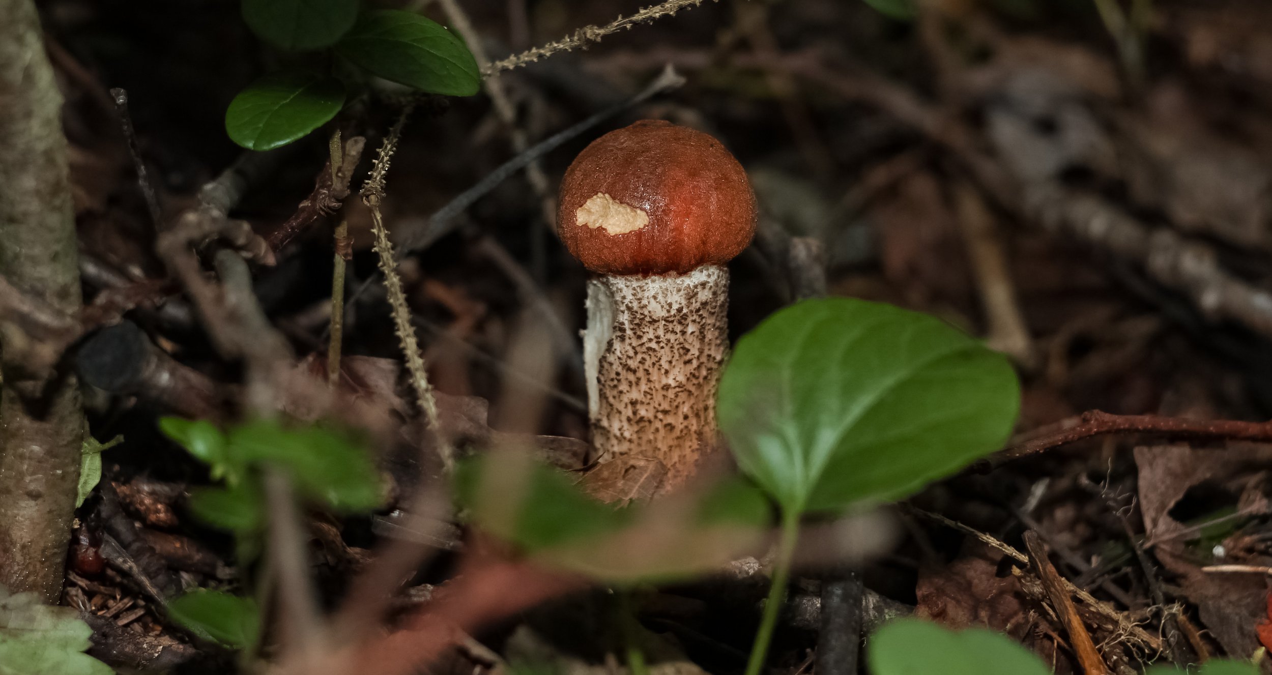 Молодой Подосиновик / Young Aspen mushroom