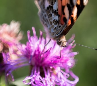 Приятного аппетита!