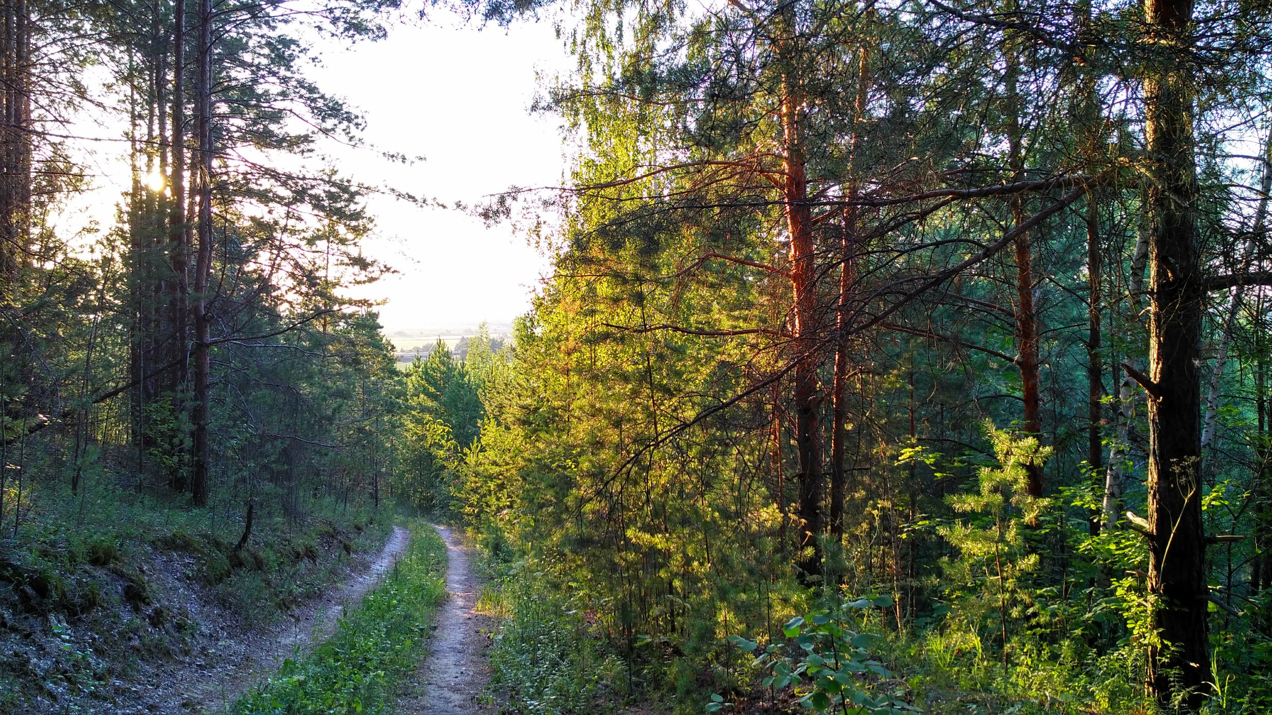 Дорога посреди леса