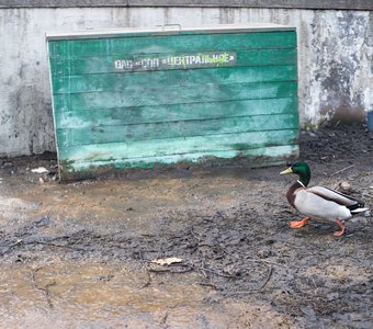 Суета городского жителя