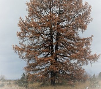 лиственница,два в одном