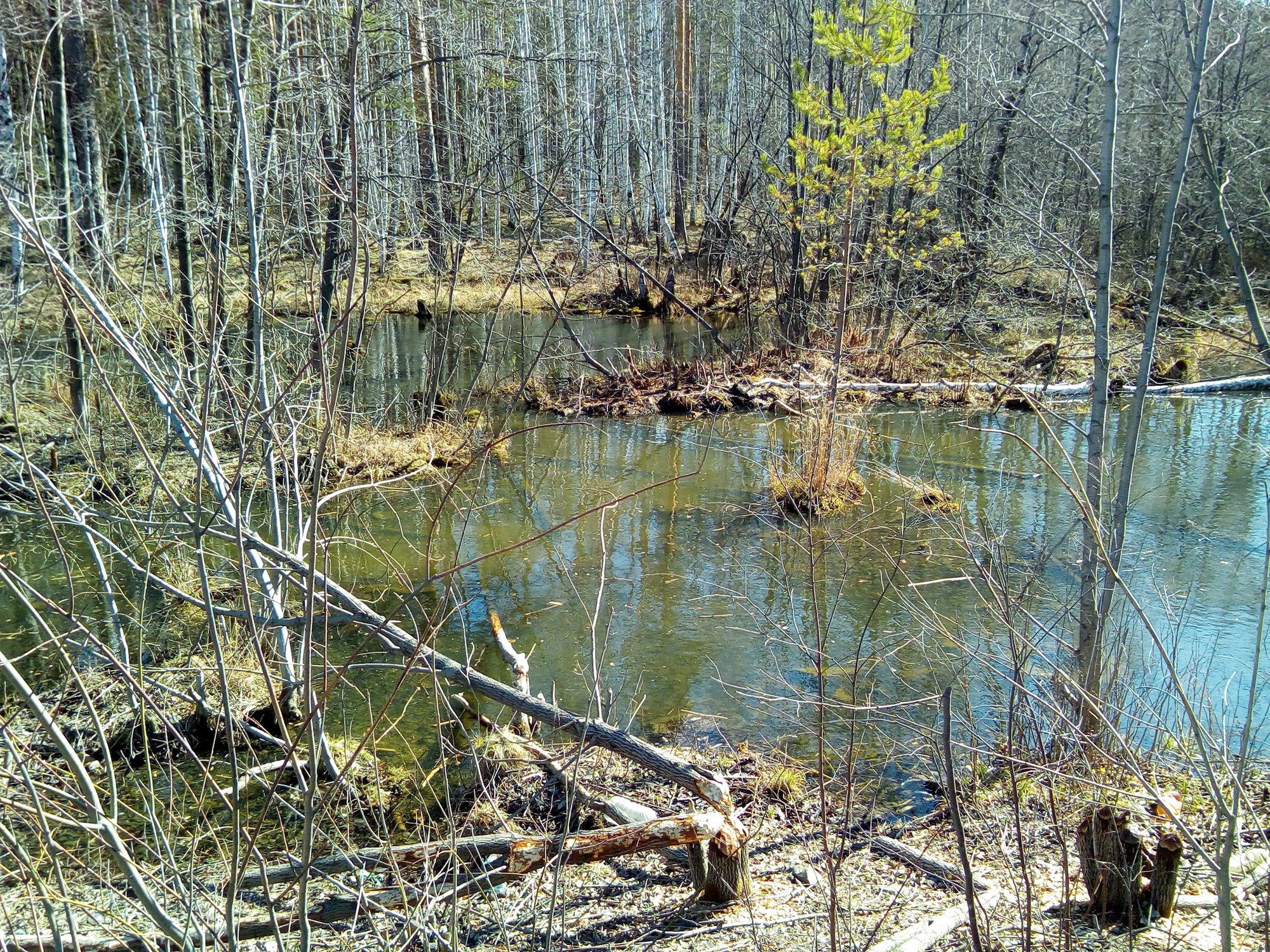 Мобильное фото. "Лесная паутина"