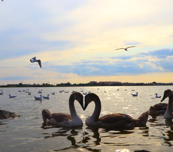 Лебединая верность